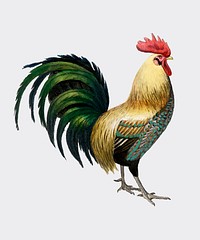 Cock illustrated by Charles Dessalines D' Orbigny (1806-1876). Digitally enhanced from our own 1892 edition of Dictionnaire Universel D'histoire Naturelle.