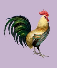 Cock illustrated by <a href="https://www.rawpixel.com/search/Charles%20Dessalines%20D%27%20Orbigny?">Charles Dessalines D&#39; Orbigny</a> (1806-1876). Digitally enhanced from our own 1892 edition of Dictionnaire Universel D&#39;histoire Naturelle.