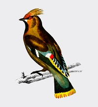 Bohemian waxwing (Bombycilla garrulus) illustrated by <a href="https://www.rawpixel.com/search/Charles%20Dessalines%20D%27%20Orbigny?&amp;page=1">Charles Dessalines D&#39; Orbigny</a> (1806-1876). Digitally enhanced from our own 1892 edition of Dictionnaire Universel D&#39;histoire Naturelle.