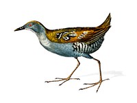 Baillon&#39;s crake (Porzana pusilla) illustrated by <a href="https://www.rawpixel.com/search/Charles%20Dessalines%20D%27%20Orbigny?&amp;page=1">Charles Dessalines D&#39; Orbigny</a> (1806-1876). Digitally enhanced from our own 1892 edition of Dictionnaire Universel D&#39;histoire Naturelle.