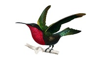 Garnet-throated hummingbird (Trochilus granatinus) illustrated by <a href="https://www.rawpixel.com/search/Charles%20Dessalines%20D%27%20Orbigny?sort=curated&amp;page=1">Charles Dessalines D&#39; Orbigny</a> (1806-1876). Digitally enhanced from our own 1892 edition of Dictionnaire Universel D&#39;histoire Naturelle.