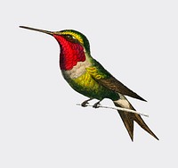Garnet-throated hummingbird (Trochilus granatinus) illustrated by Charles Dessalines D' Orbigny (1806-1876). Digitally enhanced from our own 1892 edition of Dictionnaire Universel D'histoire Naturelle.