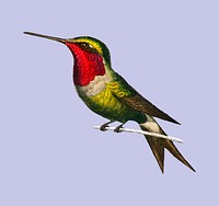 Garnet-throated hummingbird (Trochilus granatinus) illustrated by <a href="https://www.rawpixel.com/search/Charles%20Dessalines%20D%27%20Orbigny?sort=curated&amp;page=1">Charles Dessalines D&#39; Orbigny</a> (1806-1876). Digitally enhanced from our own 1892 edition of Dictionnaire Universel D&#39;histoire Naturelle.