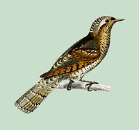 Redwing (Turdus iliacus) illustrated by<a href="https://www.rawpixel.com/search/the%20von%20Wright%20brothers?"> the von Wright brothers</a>. Digitally enhanced from our own 1892 edition of Dictionnaire Universel D&#39;histoire Naturelle.