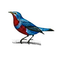 Banded cotinga (Cotinga maculata) illustrated by <a href="https://www.rawpixel.com/search/Charles%20Dessalines%20D%27%20Orbigny?&amp;page=1">Charles Dessalines D&#39; Orbigny</a> (1806-1876). Digitally enhanced from our own 1892 edition of Dictionnaire Universel D&#39;histoire Naturelle.