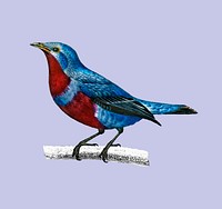 Banded cotinga (Cotinga maculata) illustrated by Charles Dessalines D' Orbigny (1806-1876). Digitally enhanced from our own 1892 edition of Dictionnaire Universel D'histoire Naturelle.