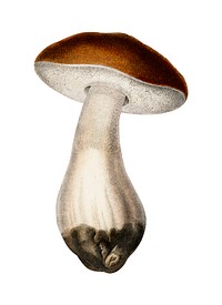 Penny bun (Boletus edulis) illustrated by <a href="https://www.rawpixel.com/search/Charles%20Dessalines%20D%27%20Orbigny?&amp;page=1">Charles Dessalines D&#39; Orbigny</a> (1806-1876). Digitally enhanced from our own 1892 edition of Dictionnaire Universel D&#39;histoire Naturelle.