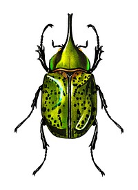 Eastern Hecules Beetle (Scarabaeus Hyllus) illustrated by Charles Dessalines D' Orbigny (1806-1876). Digitally enhanced from our own 1892 edition of Dictionnaire Universel D'histoire Naturelle.