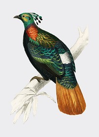 Himalayan monal (Lophophorus refulgens) illustrated by <a href="https://www.rawpixel.com/search/Charles%20Dessalines%20D%27%20Orbigny?sort=curated&amp;page=1">Charles Dessalines D&#39; Orbigny</a> (1806-1876). Digitally enhanced from our own 1892 edition of Dictionnaire Universel D&#39;histoire Naturelle.