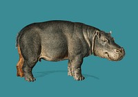 Hippopotamus (Hippopotame Amphibie) illustrated by <a href="https://www.rawpixel.com/search/Charles%20Dessalines%20D%27%20Orbigny?&amp;page=1">Charles Dessalines D&#39; Orbigny</a> (1806-1876). Digitally enhanced from our own 1892 edition of Dictionnaire Universel D&#39;histoire Naturelle.