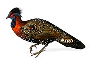 Tragopan de Hastings illustrated by <a href="https://www.rawpixel.com/search/Charles%20Dessalines%20D%27%20Orbigny?&amp;page=1">Charles Dessalines D&#39; Orbigny </a>(1806-1876). Digitally enhanced from our own 1892 edition of Dictionnaire Universel D&#39;histoire Naturelle.