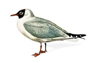 Mouette rieuse illustrated by <a href="https://www.rawpixel.com/search/Charles%20Dessalines%20D%27%20Orbigny?&amp;page=1">Charles Dessalines D&#39; Orbigny </a>(1806-1876). Digitally enhanced from our own 1892 edition of Dictionnaire Universel D&#39;histoire Naturelle.