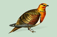 Pin-tailed sandgrouse (Ganga cata) illustrated by <a href="https://www.rawpixel.com/search/Charles%20Dessalines%20D%27%20Orbigny?&amp;page=1">Charles Dessalines D&#39; Orbigny</a> (1806-1876). Digitally enhanced from our own 1892 edition of Dictionnaire Universel D&#39;histoire Naturelle.