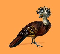 Female great curassow (Hocco roux) illustrated by <a href="https://www.rawpixel.com/search/Charles%20Dessalines%20D%27%20Orbigny?&amp;page=1">Charles Dessalines D&#39; Orbigny</a> (1806-1876). Digitally enhanced from our own 1892 edition of Dictionnaire Universel D&#39;histoire Naturelle.