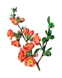 Maule's quince (Cydonia japonica) illustrated by Charles Dessalines D' Orbigny (1806-1876). Digitally enhanced from our own 1892 edition of Dictionnaire Universel D'histoire Naturelle.