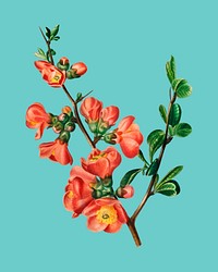 Maule&#39;s quince (Cydonia japonica) illustrated by <a href="https://www.rawpixel.com/search/Charles%20Dessalines%20D%27%20Orbigny?&amp;page=1">Charles Dessalines D&#39; Orbigny</a> (1806-1876). Digitally enhanced from our own 1892 edition of Dictionnaire Universel D&#39;histoire Naturelle.