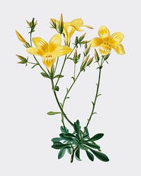Yellow flax (Linum glandulosum) illustrated by <a href="https://www.rawpixel.com/search/Charles%20Dessalines%20D%27%20Orbigny?&amp;page=1">Charles Dessalines D&#39; Orbigny</a> (1806-1876). Digitally enhanced from our own 1892 edition of Dictionnaire Universel D&#39;histoire Naturelle.