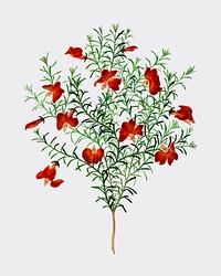 Red leschenaultia (Lechenaultia formosa) illustrated by <a href="https://www.rawpixel.com/search/Charles%20Dessalines%20D%27%20Orbigny?&amp;page=1">Charles Dessalines D&#39; Orbigny</a> (1806-1876). Digitally enhanced from our own 1892 edition of Dictionnaire Universel D&#39;histoire Naturelle.