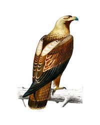 Eastern imperial eagle (Aquila heliaca) illustrated by <a href="https://www.rawpixel.com/search/Charles%20Dessalines%20D%27%20Orbigny?&amp;page=1">Charles Dessalines D&#39; Orbigny</a> (1806-1876). Digitally enhanced from our own 1892 edition of Dictionnaire Universel D&#39;histoire Naturelle.