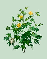 Sea Island cotton (gossypium vitifolium) illustrated by <a href="https://www.rawpixel.com/search/Charles%20Dessalines%20D%27%20Orbigny?&amp;page=1">Charles Dessalines D&#39; Orbigny </a>(1806-1876). Digitally enhanced from our own 1892 edition of Dictionnaire Universel D&#39;histoire Naturelle.