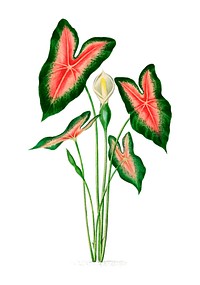 Elephant ear (Caladium bicolor) illustrated by <a href="https://www.rawpixel.com/search/Charles%20Dessalines%20D%27%20Orbigny?&amp;page=1">Charles Dessalines D&#39; Orbigny</a> (1806-1876). Digitally enhanced from our own 1892 edition of Dictionnaire Universel D&#39;histoire Naturelle.