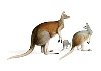 The red kangaroo (Macropus rufus) illustrated by <a href="https://www.rawpixel.com/search/Charles%20Dessalines%20D%27%20Orbigny?">Charles Dessalines D&#39; Orbigny</a> (1806-1876). Digitally enhanced from our own 1892 edition of Dictionnaire Universel D&#39;histoire Naturelle.