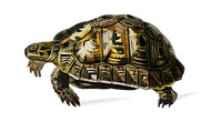 Tortoises (Testudo) illustrated by <a href="https://www.rawpixel.com/search/Charles%20Dessalines%20D%27%20Orbigny?&amp;page=1">Charles Dessalines D&#39; Orbigny </a>(1806-1876). Digitally enhanced from our own 1892 edition of Dictionnaire Universel D&#39;histoire Naturelle.