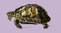 Tortoises (Testudo) illustrated by Charles Dessalines D' Orbigny (1806-1876). Digitally enhanced from our own 1892 edition of Dictionnaire Universel D'histoire Naturelle.