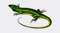 Green lizard (Lacerta viridis) illustrated by <a href="https://www.rawpixel.com/search/Charles%20Dessalines%20D%27%20Orbigny?&amp;page=1">Charles Dessalines D&#39; Orbigny</a> (1806-1876). Digitally enhanced from our own 1892 edition of Dictionnaire Universel D&#39;histoire Naturelle.