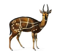 Antilope guib illustrated by <a href="https://www.rawpixel.com/search/Charles%20Dessalines%20D%27%20Orbigny?&amp;page=1">Charles Dessalines D&#39; Orbigny</a> (1806-1876). Digitally enhanced from our own 1892 edition of Dictionnaire Universel D&#39;histoire Naturelle.