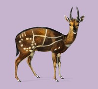 Antilope guib illustrated by <a href="https://www.rawpixel.com/search/Charles%20Dessalines%20D%27%20Orbigny?&amp;page=1">Charles Dessalines D&#39; Orbigny</a> (1806-1876). Digitally enhanced from our own 1892 edition of Dictionnaire Universel D&#39;histoire Naturelle.