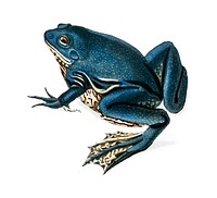 Shrinking frog (Pseudis Merianae) illustrated by <a href="https://www.rawpixel.com/search/Charles%20Dessalines%20D%27%20Orbigny?&amp;page=1">Charles Dessalines D&#39; Orbigny </a>(1806-1876). Digitally enhanced from our own 1892 edition of Dictionnaire Universel D&#39;histoire Naturelle.