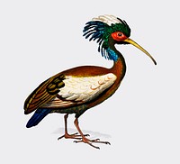Madagascan ibis (Lophotibis cristata) illustrated by <a href="https://www.rawpixel.com/search/Charles%20Dessalines%20D%27%20Orbigny?&amp;page=1">Charles Dessalines D&#39; Orbigny</a> (1806-1876). Digitally enhanced from our own 1892 edition of Dictionnaire Universel D&#39;histoire Naturelle.