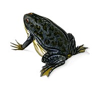 Clawed frog (Dactylethra capensis) illustrated by Charles Dessalines D' Orbigny (1806-1876). Digitally enhanced from our own 1892 edition of Dictionnaire Universel D'histoire Naturelle.