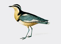 Egyptian plover (Pluvianus Melanocephalus) illustrated by <a href="https://www.rawpixel.com/search/Charles%20Dessalines%20D%27%20Orbigny?&amp;page=1">Charles Dessalines D&#39; Orbigny </a>(1806-1876). Digitally enhanced from our own 1892 edition of Dictionnaire Universel D&#39;histoire Naturelle.
