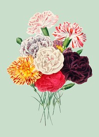 Carnation (Dianthus caryophyllus) illustrated by <a href="https://www.rawpixel.com/search/Charles%20Dessalines%20D%27%20Orbigny?&amp;page=1">Charles Dessalines D&#39; Orbigny</a> (1806-1876). Digitally enhanced from our own 1892 edition of Dictionnaire Universel D&#39;histoire Naturelle.