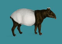Malayan Tapir (Equus Montanus) illustrated by <a href="https://www.rawpixel.com/search/Charles%20Dessalines%20D%27%20Orbigny?sort=curated&amp;page=1">Charles Dessalines D&#39; Orbigny</a> (1806-1876). Digitally enhanced from our own 1892 edition of Dictionnaire Universel D&#39;histoire Naturelle.