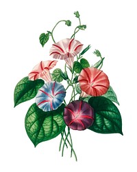 Morning-glory (Pharbitis hispida) illustrated by <a href="https://www.rawpixel.com/search/Charles%20Dessalines%20D%27%20Orbigny?&amp;page=1">Charles Dessalines D&#39; Orbigny</a> (1806-1876), Digitally enhanced from our own 1892 edition of Dictionnaire Universel D&#39;histoire Naturelle.