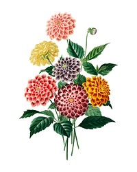 Dahlia illustrated by <a href="https://www.rawpixel.com/search/Charles%20Dessalines%20D%27%20Orbigny?">Charles Dessalines D&#39; Orbigny</a> (1806-1876).Digitally enhanced from our own 1892 edition of Dictionnaire Universel D&#39;histoire Naturelle.