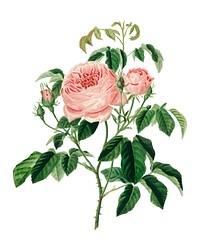 Cabbage Rose (Rosa Centifilia) illustrated by <a href="https://www.rawpixel.com/search/Charles%20Dessalines%20D%27%20Orbigny?&amp;page=1">Charles Dessalines D&#39; Orbigny</a> (1806-1876). Digitally enhanced from our own 1892 edition of Dictionnaire Universel D&#39;histoire Naturelle.