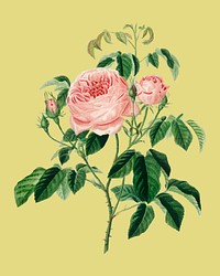 Cabbage Rose (Rosa Centifilia) illustrated by <a href="https://www.rawpixel.com/search/Charles%20Dessalines%20D%27%20Orbigny?&amp;page=1">Charles Dessalines D&#39; Orbigny</a> (1806-1876). Digitally enhanced from our own 1892 edition of Dictionnaire Universel D&#39;histoire Naturelle.