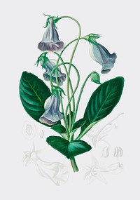 Brazilian gloxinia or Florist&#39;s gloxinia (Gloxinia caulescente) illustrated by <a href="https://www.rawpixel.com/search/Charles%20Dessalines%20D%27%20Orbigny?">Charles Dessalines D&#39; Orbigny</a> (1806-1876). Digitally enhanced from our own 1892 edition of Dictionnaire Universel D&#39;histoire Naturelle.