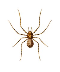 Black tunnelweb spider (Mygale quoyi) illustrated by <a href="https://www.rawpixel.com/search/Charles%20Dessalines%20D%27%20Orbigny?&amp;page=1">Charles Dessalines D&#39; Orbigny</a> (1806-1876). Digitally enhanced from our own 1892 edition of Dictionnaire Universel D&#39;histoire Naturelle.