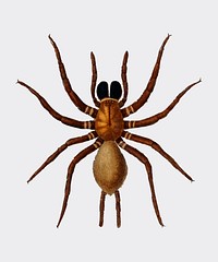 Black tunnelweb spider (Mygale quoyi) illustrated by <a href="https://www.rawpixel.com/search/Charles%20Dessalines%20D%27%20Orbigny?&amp;page=1">Charles Dessalines D&#39; Orbigny</a> (1806-1876). Digitally enhanced from our own 1892 edition of Dictionnaire Universel D&#39;histoire Naturelle.