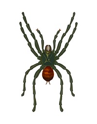 Pinktoe tarantula (Mygalomorphae) illustrated by <a href="https://www.rawpixel.com/search/Charles%20Dessalines%20D%27%20Orbigny?&amp;page=1">Charles Dessalines D&#39; Orbigny </a>(1806-1876). Digitally enhanced from our own 1892 edition of Dictionnaire Universel D&#39;histoire Naturelle.