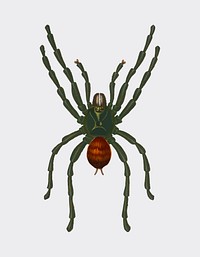 Pinktoe tarantula (Mygalomorphae) illustrated by <a href="https://www.rawpixel.com/search/Charles%20Dessalines%20D%27%20Orbigny?&amp;page=1">Charles Dessalines D&#39; Orbigny </a>(1806-1876). Digitally enhanced from our own 1892 edition of Dictionnaire Universel D&#39;histoire Naturelle.