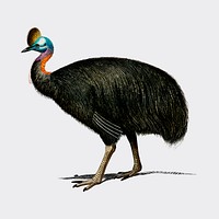 Southern cassowary (Casoar &agrave; casque) illustrated by Charles Dessalines D' Orbigny (1806-1876). Digitally enhanced from our own 1892 edition of Dictionnaire Universel D'histoire Naturelle.