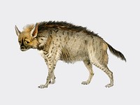 Striped hyena (Hyene rayee) illustrated by <a href="https://www.rawpixel.com/search/Charles%20Dessalines%20D%27%20Orbigny?sort=curated&amp;page=1">Charles Dessalines D&#39; Orbigny</a> (1806-1876). Digitally enhanced from our own 1892 edition of Dictionnaire Universel D&#39;histoire Naturelle.