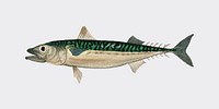 Chub mackerel (Scomber colias) illustrated by <a href="https://www.rawpixel.com/search/Charles%20Dessalines%20D%27%20Orbigny?">Charles Dessalines D&#39; Orbigny </a>(1806-1876). Digitally enhanced from our own 1892 edition of Dictionnaire Universel D&#39;histoire Naturelle.