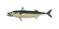 Chub mackerel (Scomber colias) illustrated by <a href="https://www.rawpixel.com/search/Charles%20Dessalines%20D%27%20Orbigny?">Charles Dessalines D&#39; Orbigny </a>(1806-1876). Digitally enhanced from our own 1892 edition of Dictionnaire Universel D&#39;histoire Naturelle.